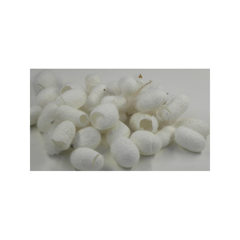 Silk cocoons cut